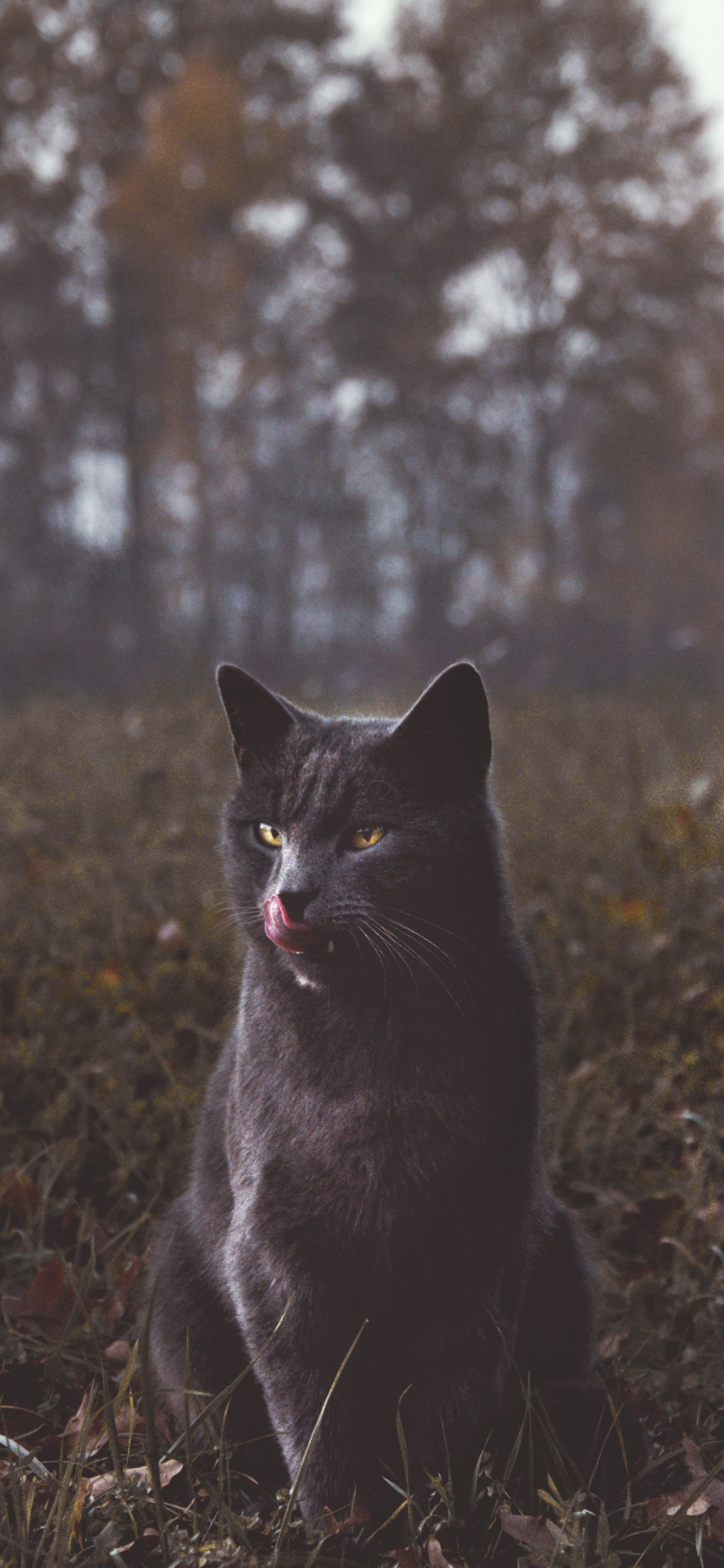 Schwarze Katze Auf Grünem Gras Tagsüber. Wallpaper in 1242x2688 Resolution