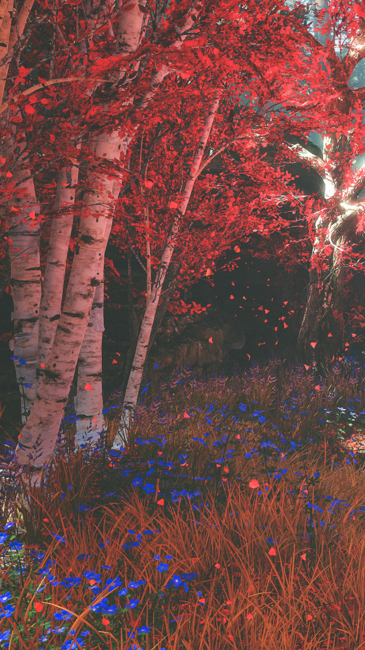 性质, 自然景观, 森林, 自然环境, 北木质森林 壁纸 750x1334 允许