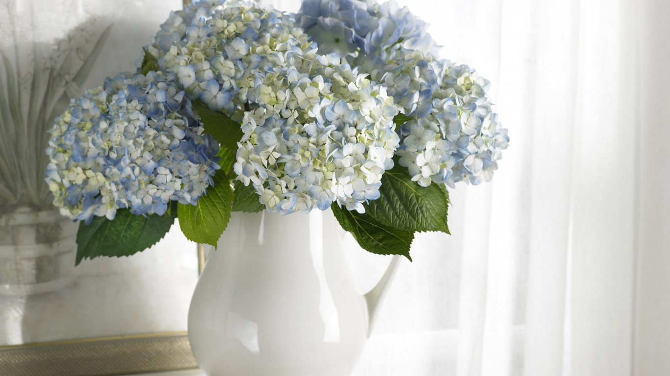 绣球花, 显花植物, 白色, Hydrangeaceae, 切花 壁纸 1366x768 允许