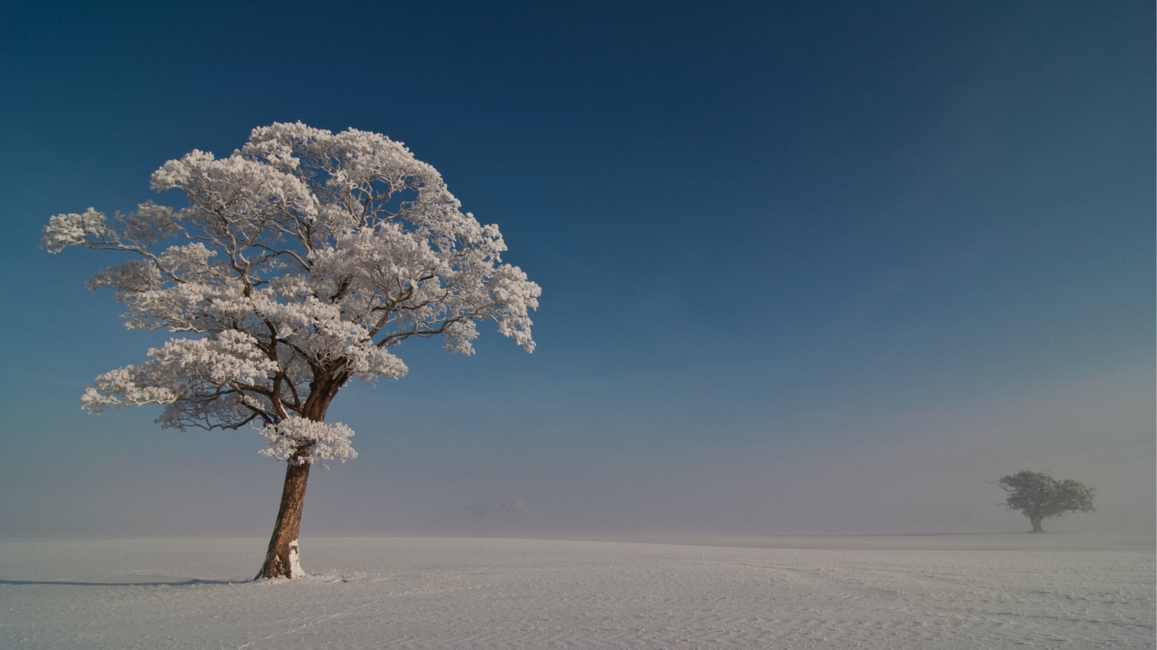 Árbol Blanco Sobre Arena Blanca Bajo un Cielo Azul Durante el Día. Wallpaper in 3840x2160 Resolution