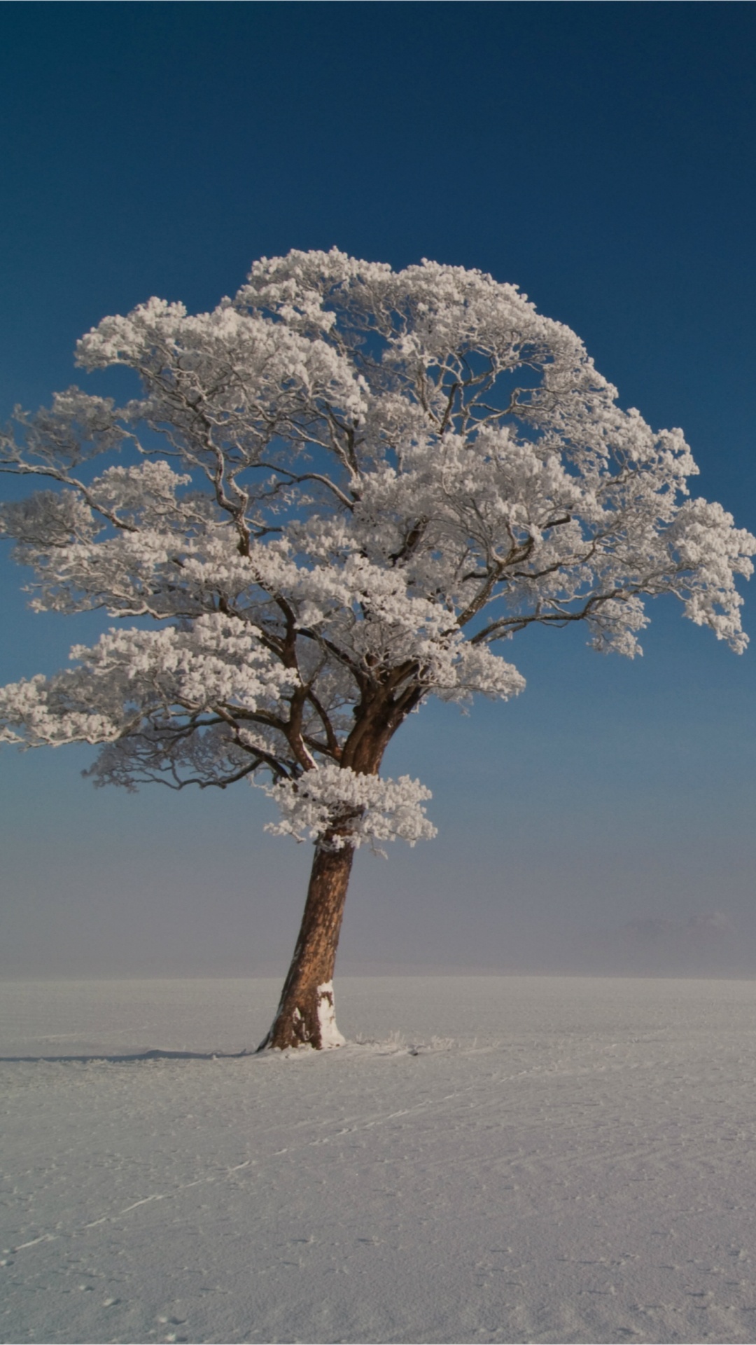 Weißer Baum Auf Weißem Sand Unter Blauem Himmel Tagsüber. Wallpaper in 1080x1920 Resolution