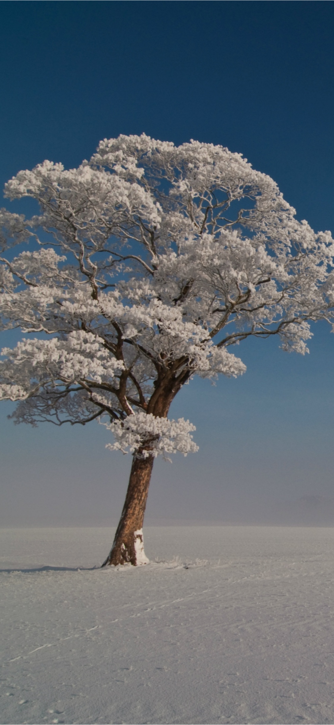 Weißer Baum Auf Weißem Sand Unter Blauem Himmel Tagsüber. Wallpaper in 1125x2436 Resolution