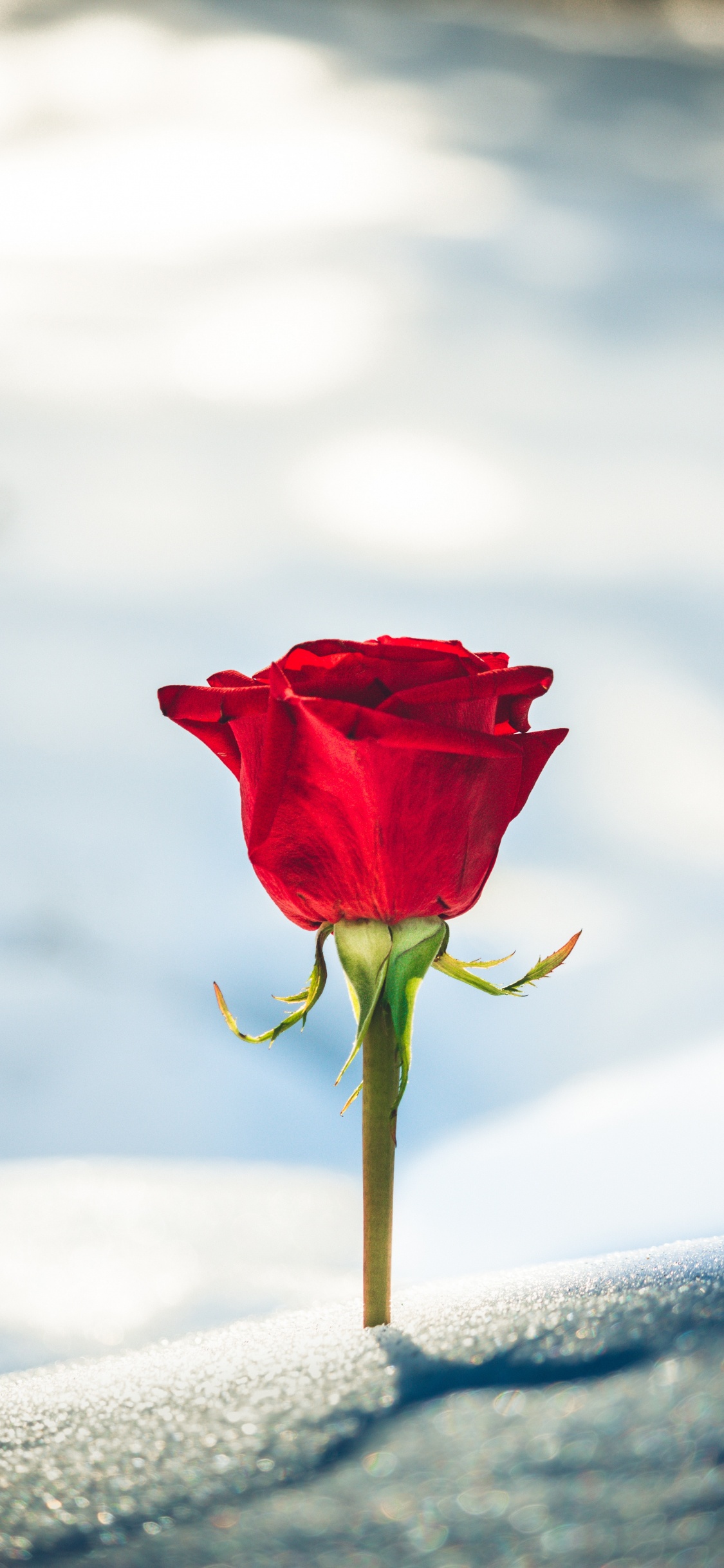 Rosa Roja en la Nieve Blanca. Wallpaper in 1125x2436 Resolution