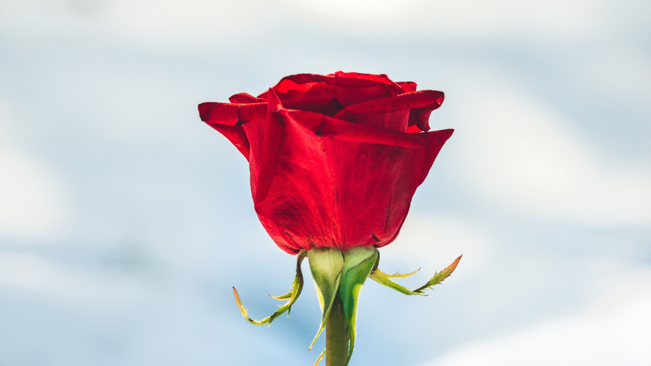 Rosa Roja en la Nieve Blanca. Wallpaper in 1280x720 Resolution