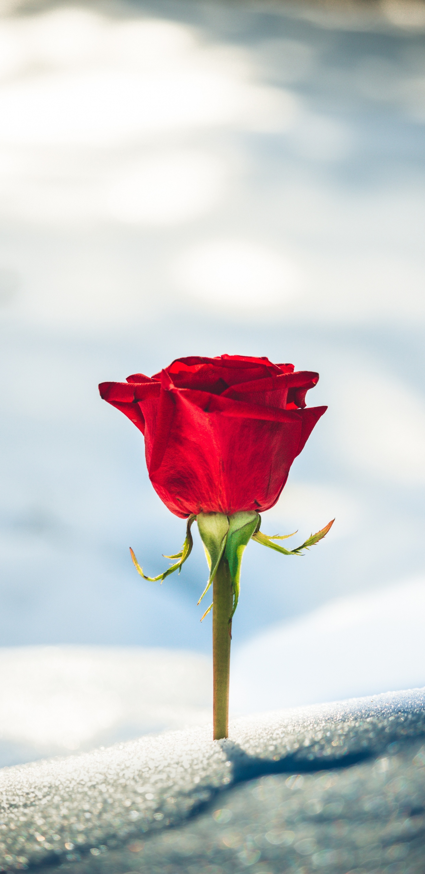 Rosa Roja en la Nieve Blanca. Wallpaper in 1440x2960 Resolution