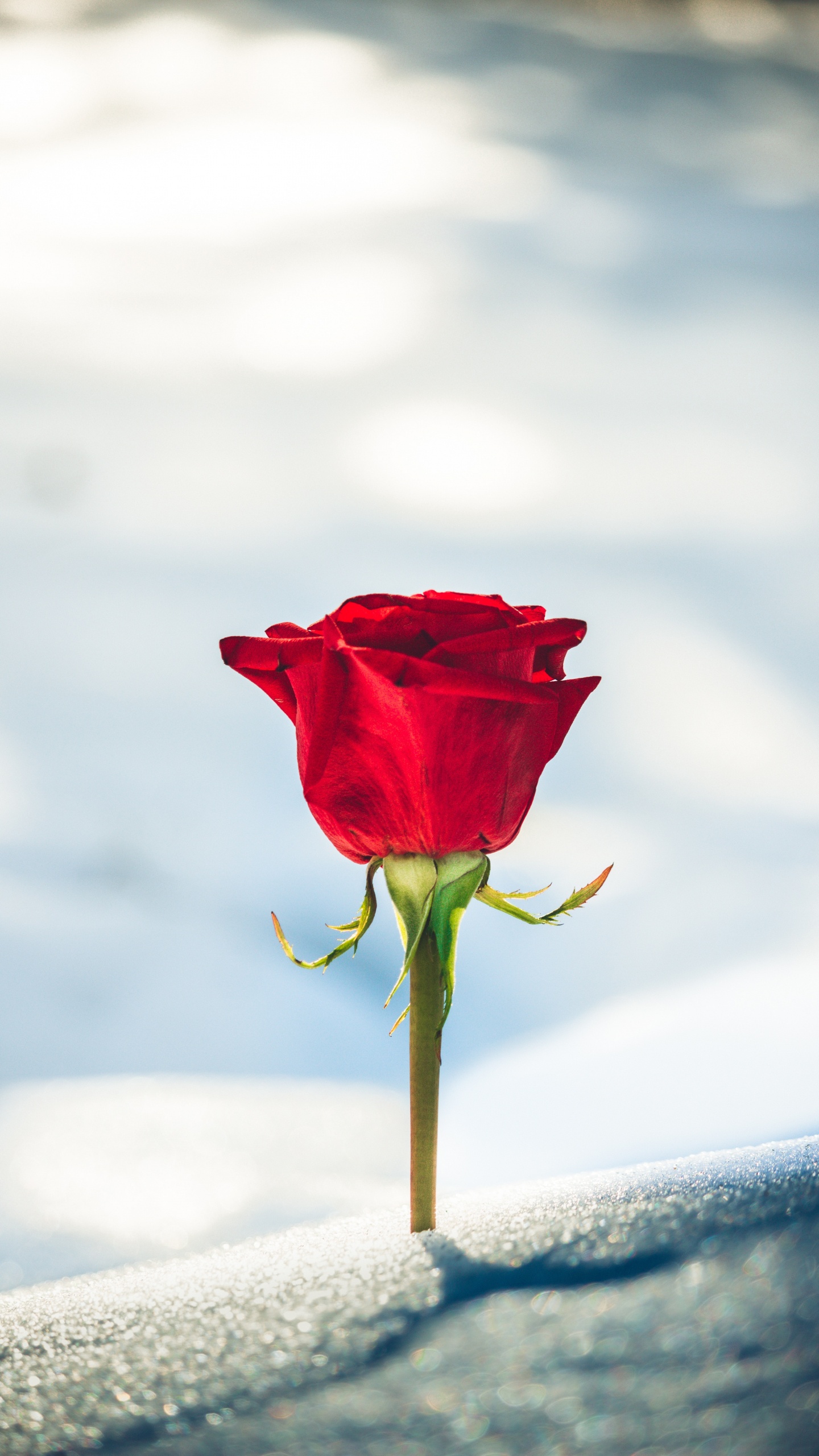 Rose Rouge Dans la Neige Blanche. Wallpaper in 1440x2560 Resolution