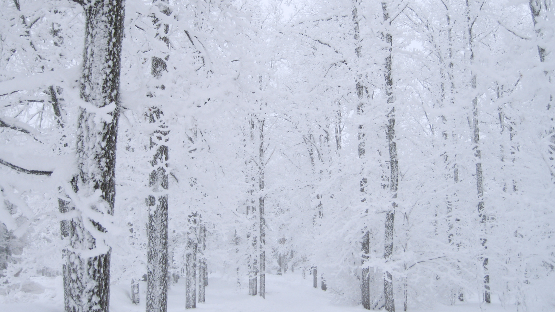 Snow Covered Trees During Daytime. Wallpaper in 1920x1080 Resolution