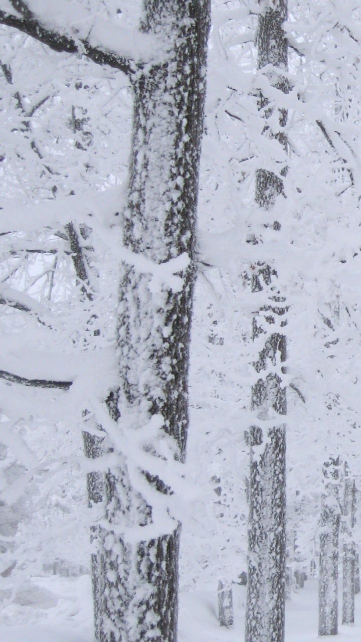 Snow Covered Trees During Daytime. Wallpaper in 720x1280 Resolution