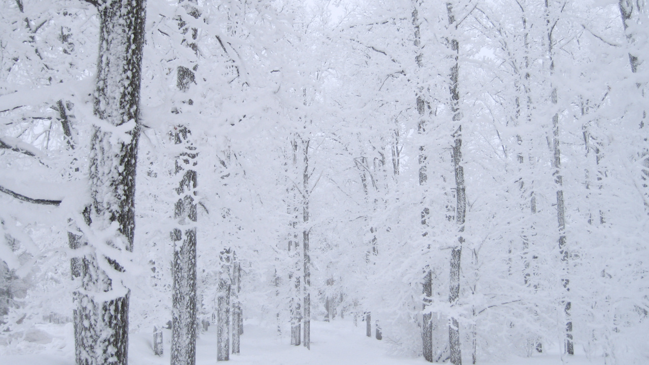 Árboles Cubiertos de Nieve Durante el Día. Wallpaper in 1280x720 Resolution