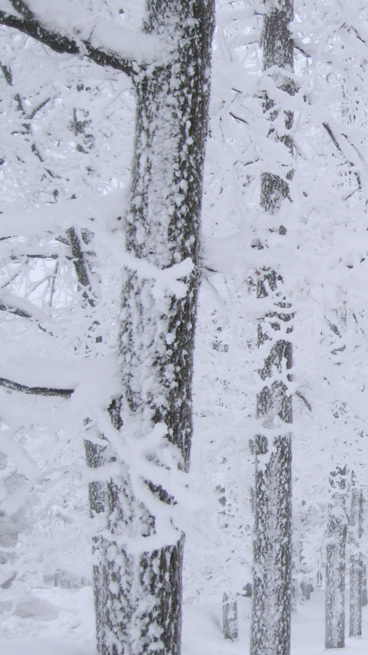 Árboles Cubiertos de Nieve Durante el Día. Wallpaper in 750x1334 Resolution