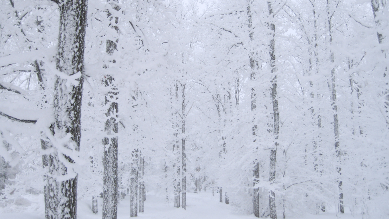 Arbres Couverts de Neige Pendant la Journée. Wallpaper in 1366x768 Resolution