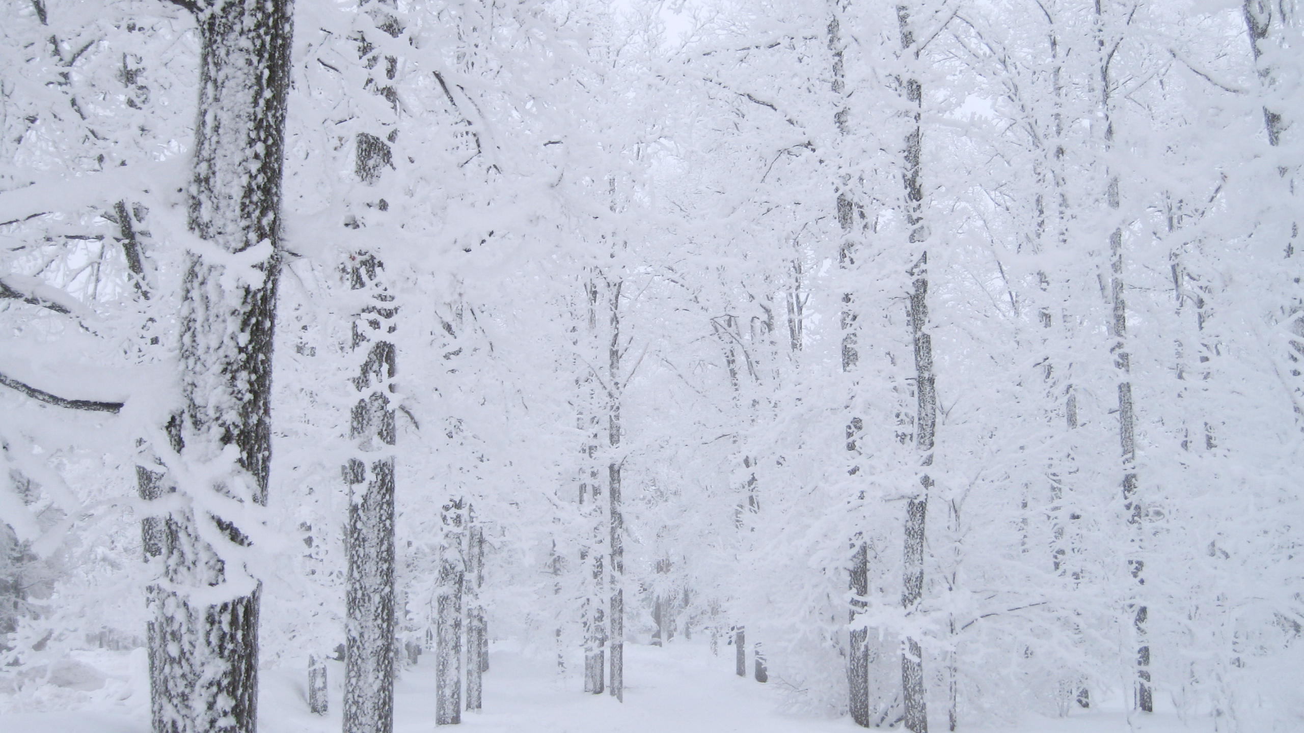 Arbres Couverts de Neige Pendant la Journée. Wallpaper in 2560x1440 Resolution