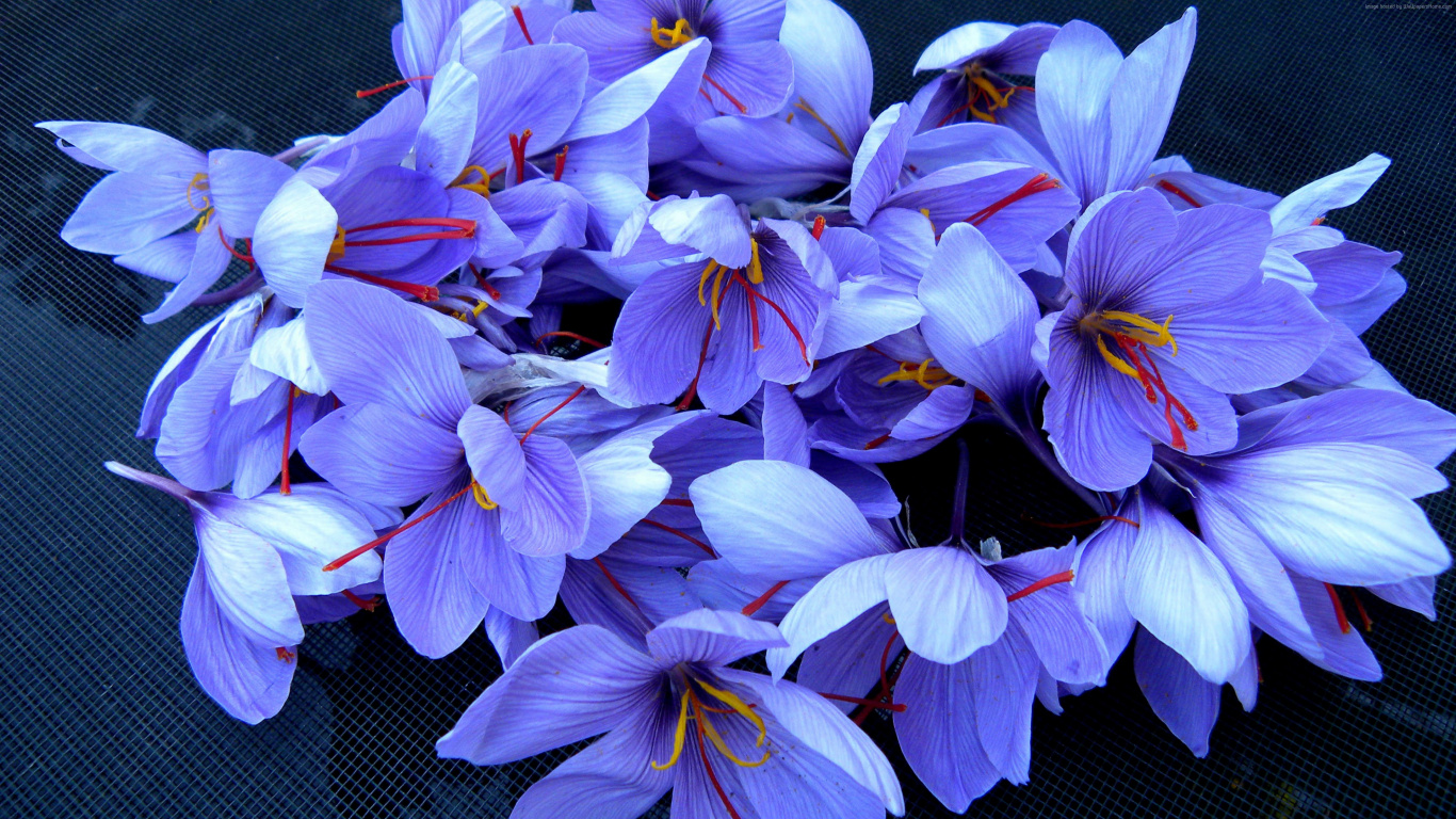 Purple and White Flowers on Black Steel Fence. Wallpaper in 1366x768 Resolution