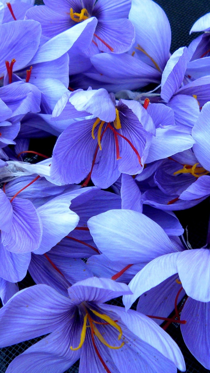 Purple and White Flowers on Black Steel Fence. Wallpaper in 720x1280 Resolution