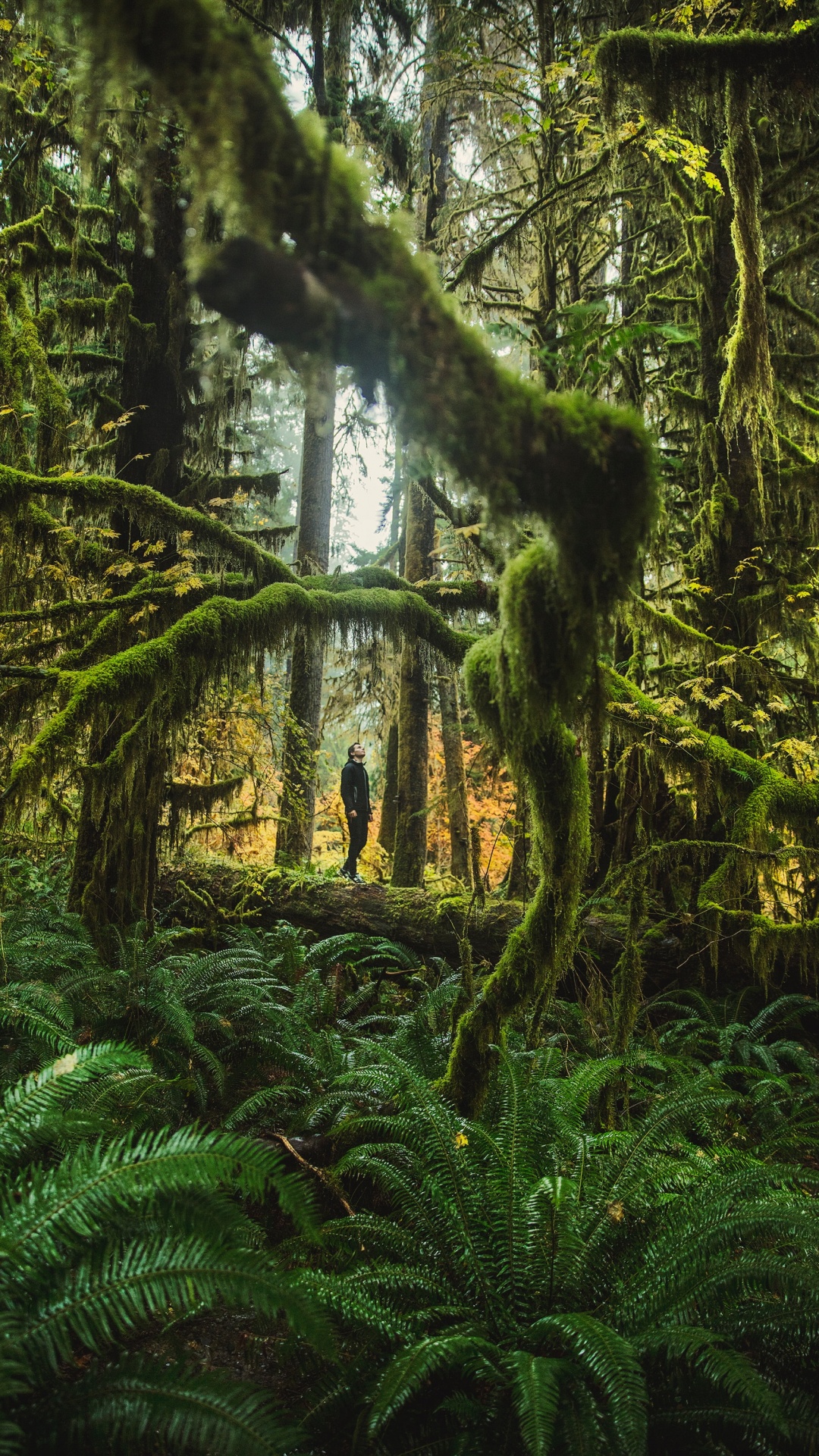 Green Moss on Brown Tree Trunk. Wallpaper in 1080x1920 Resolution