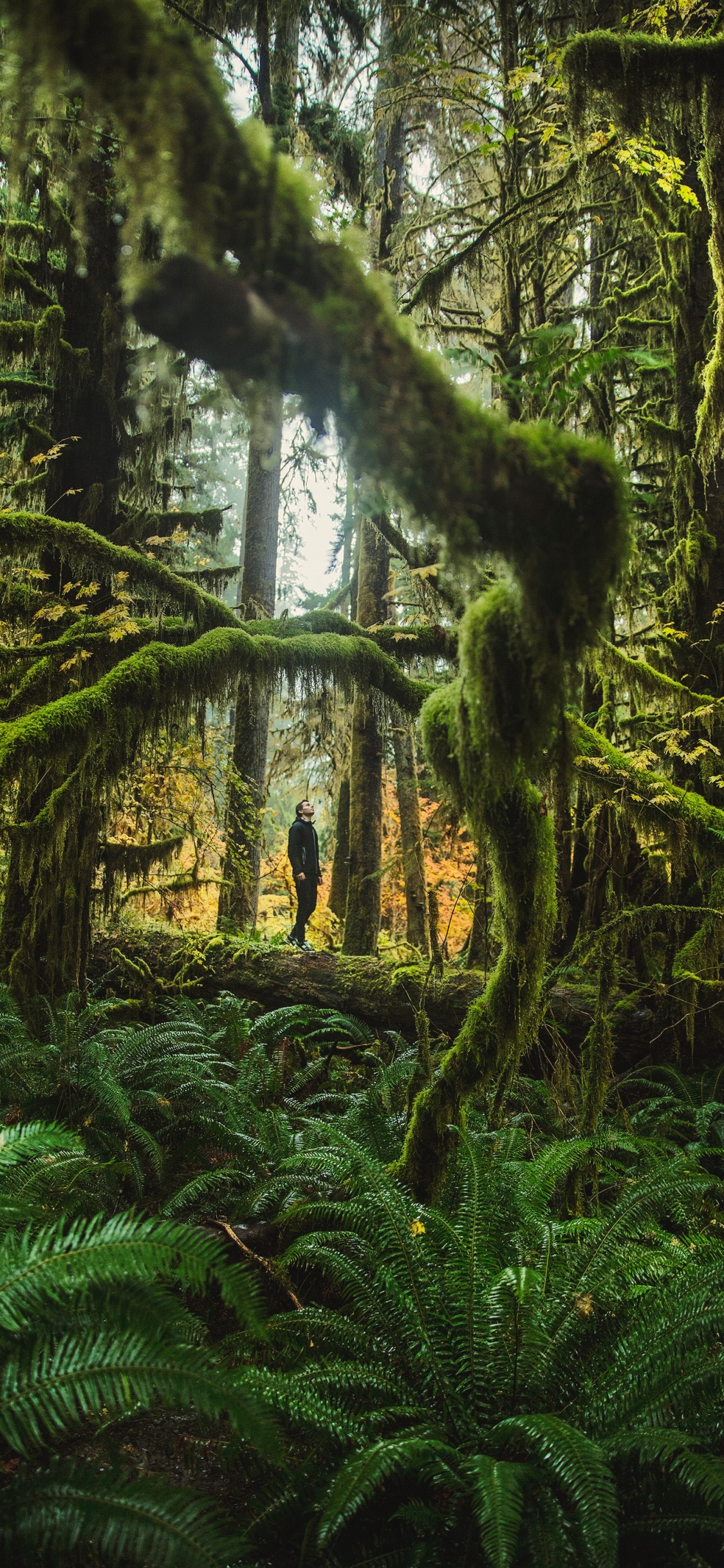 Green Moss on Brown Tree Trunk. Wallpaper in 1125x2436 Resolution