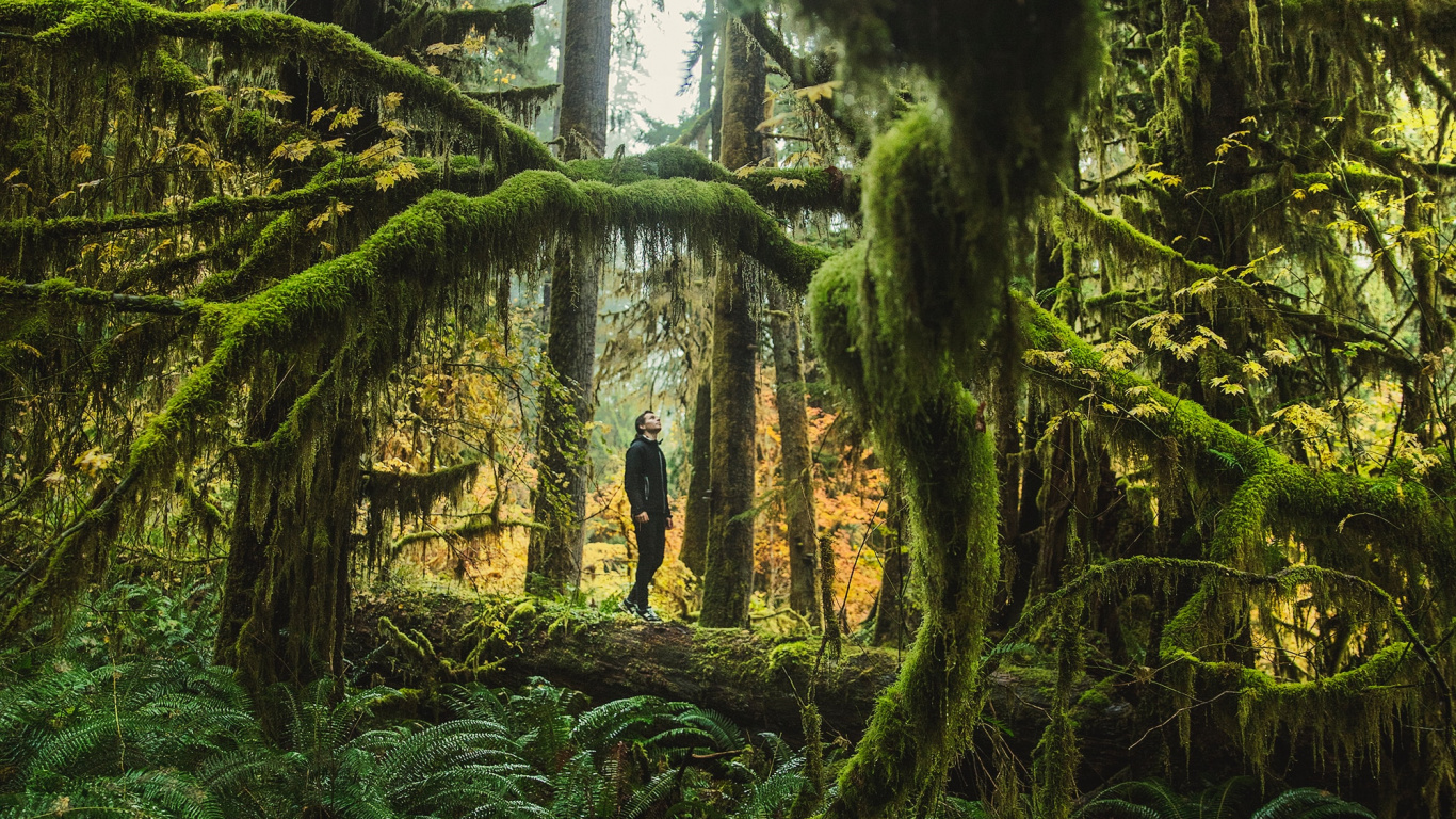 Green Moss on Brown Tree Trunk. Wallpaper in 1366x768 Resolution
