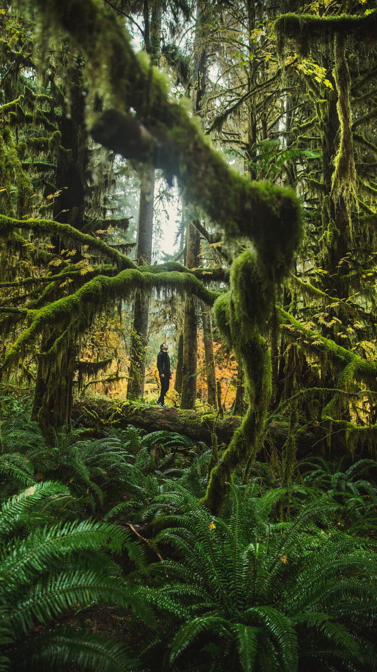 Green Moss on Brown Tree Trunk. Wallpaper in 750x1334 Resolution
