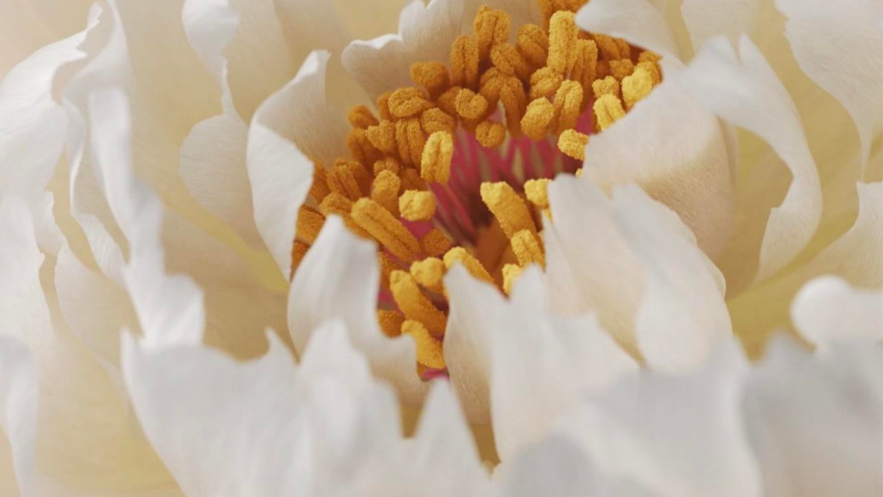 Alive, Vivo X60 Pro, Vivo X70 Pro, Smartphone, Origin Os. Wallpaper in 1280x720 Resolution