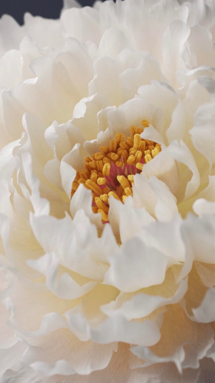 Am Leben, Vivo X60 Pro, Vivo X70 Pro, Smartphone, Ursprung Os. Wallpaper in 720x1280 Resolution