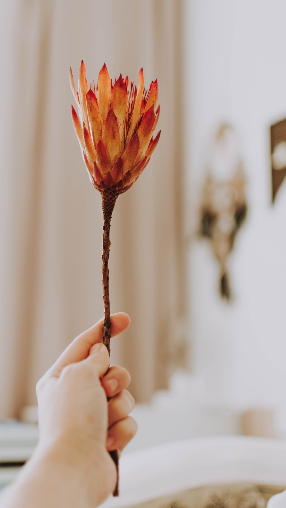 Person Holding Red Flower in Tilt Shift Lens. Wallpaper in 1080x1920 Resolution