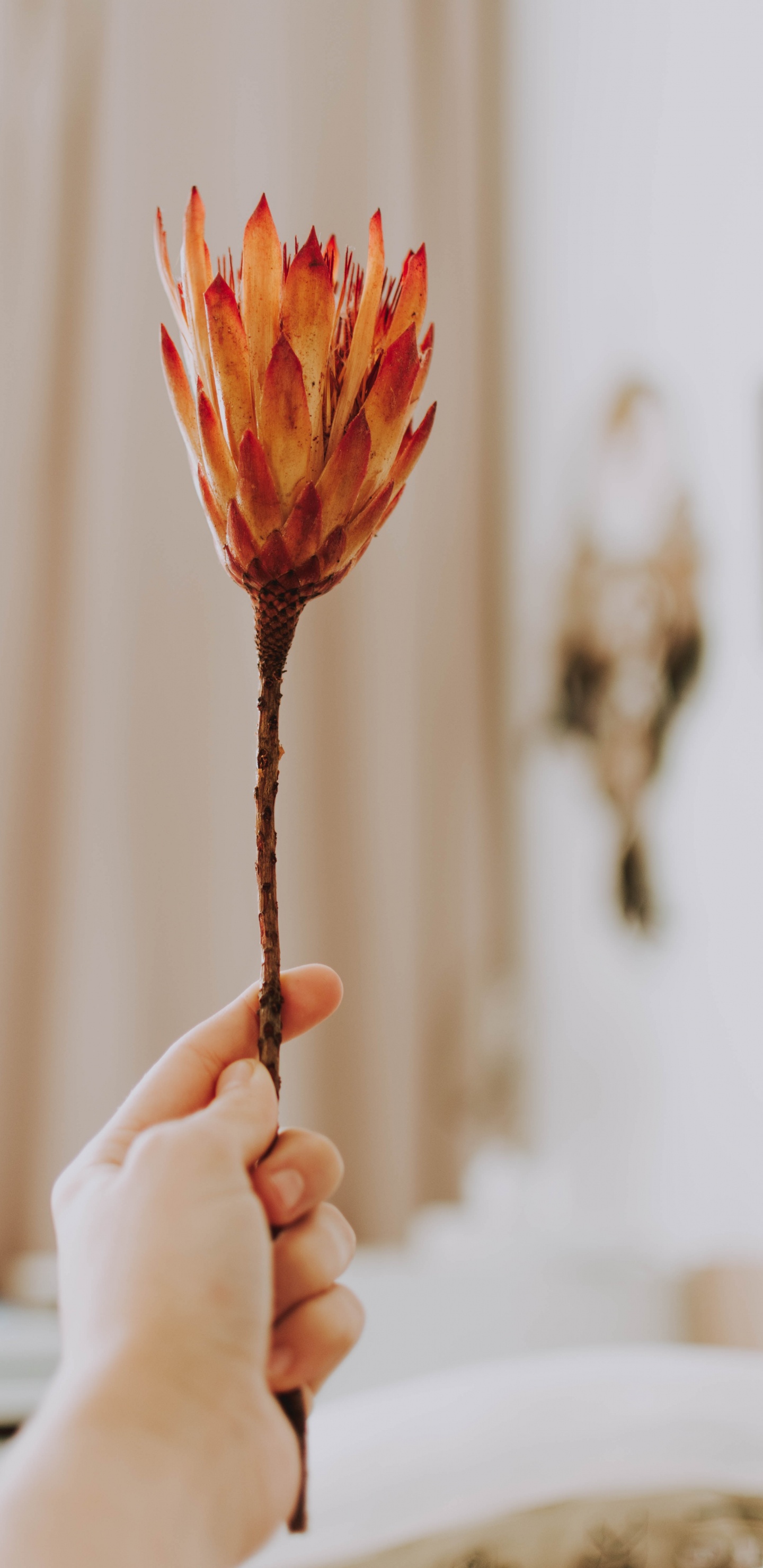 Person Holding Red Flower in Tilt Shift Lens. Wallpaper in 1440x2960 Resolution