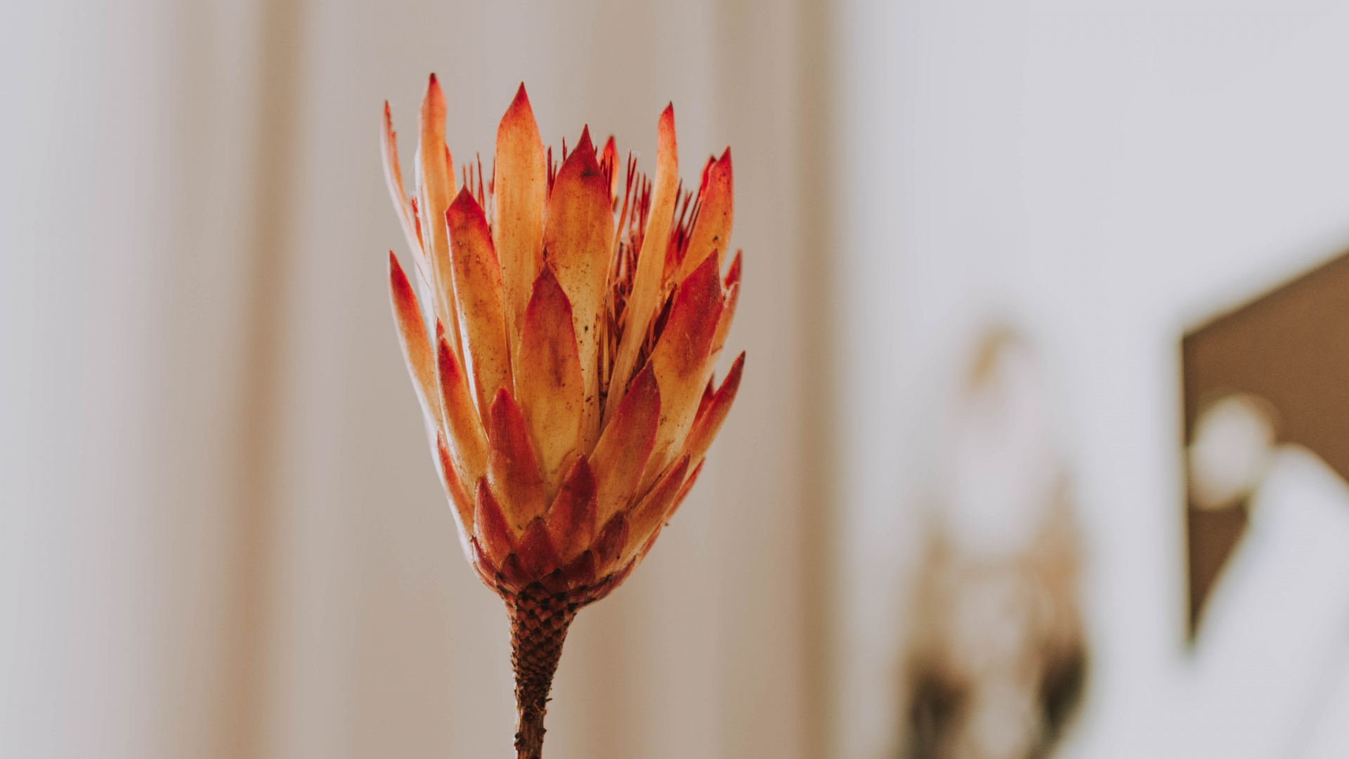 Person Holding Red Flower in Tilt Shift Lens. Wallpaper in 1920x1080 Resolution