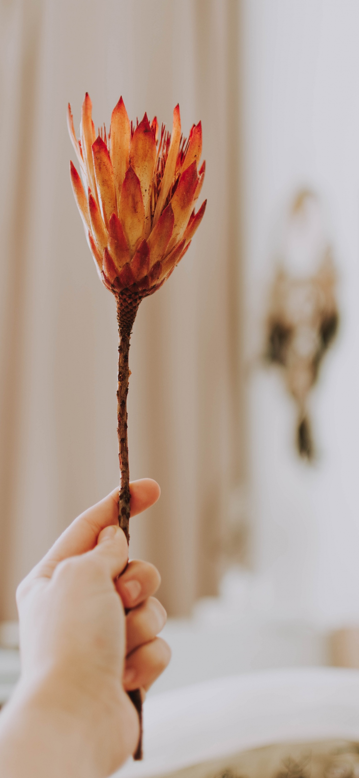 Person, Die Rote Blume in Tilt-Shift-Linse Hält. Wallpaper in 1242x2688 Resolution