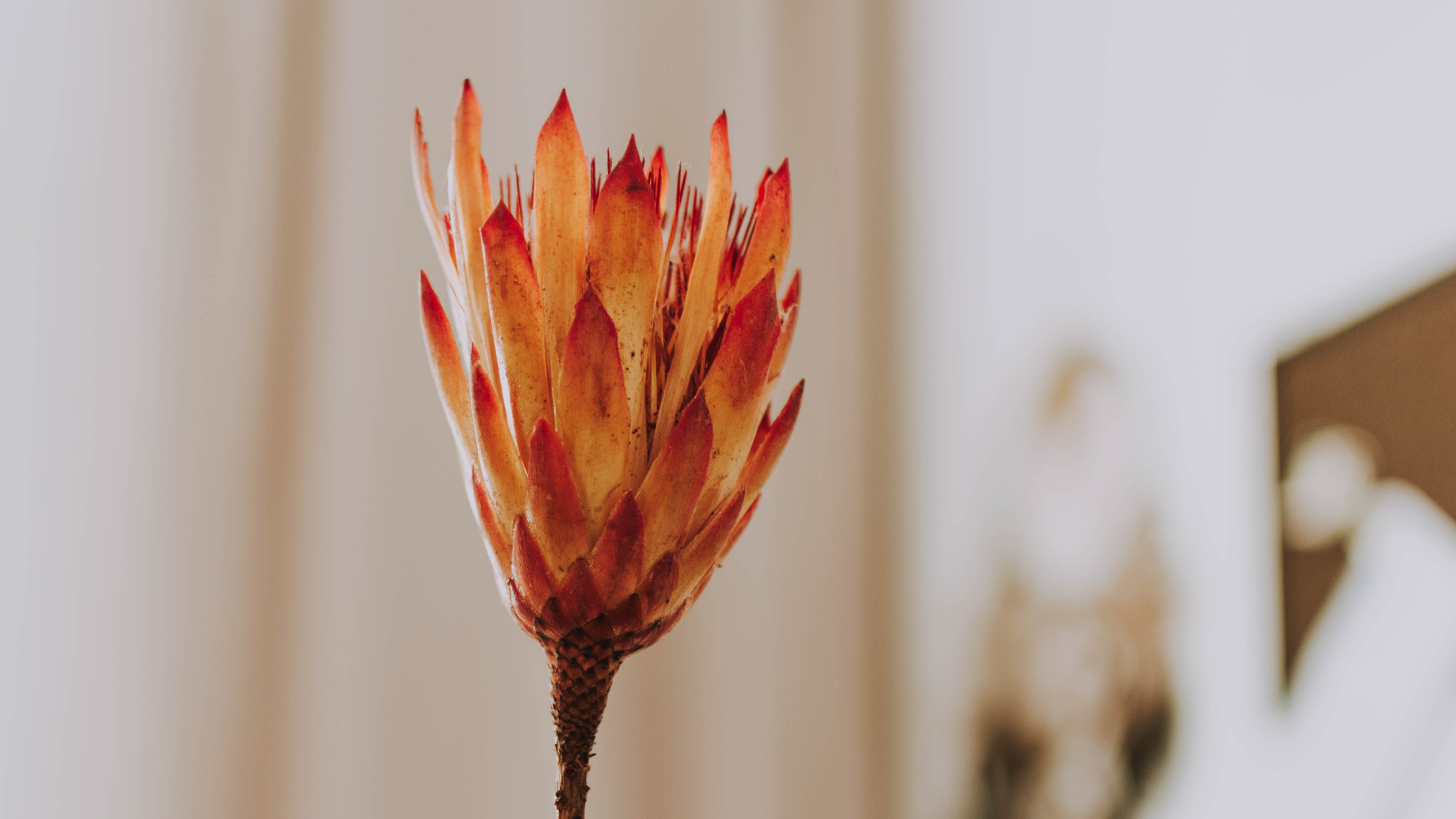 Person, Die Rote Blume in Tilt-Shift-Linse Hält. Wallpaper in 2560x1440 Resolution