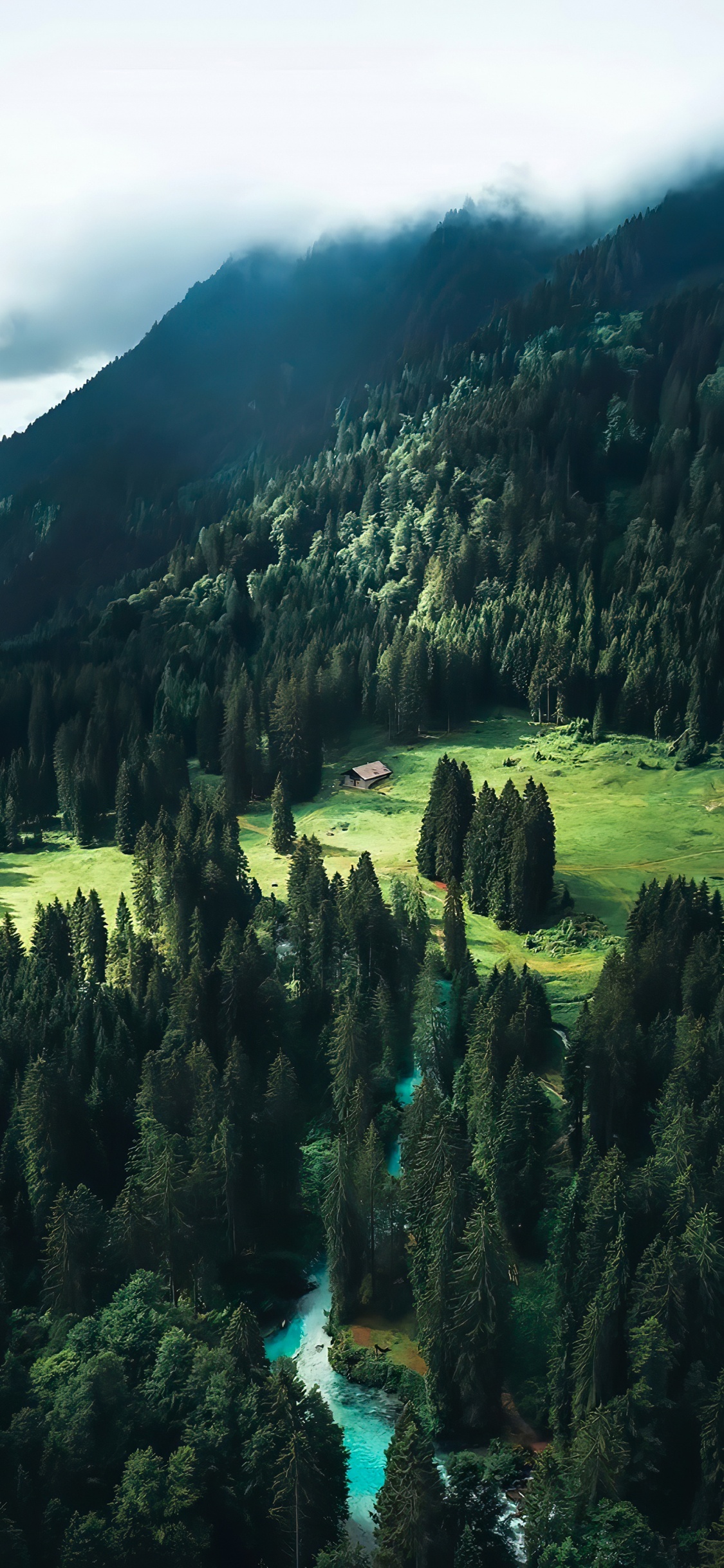 Mount Scenery, Fichte, Lärche, Fir, Den Alten Wald. Wallpaper in 1125x2436 Resolution