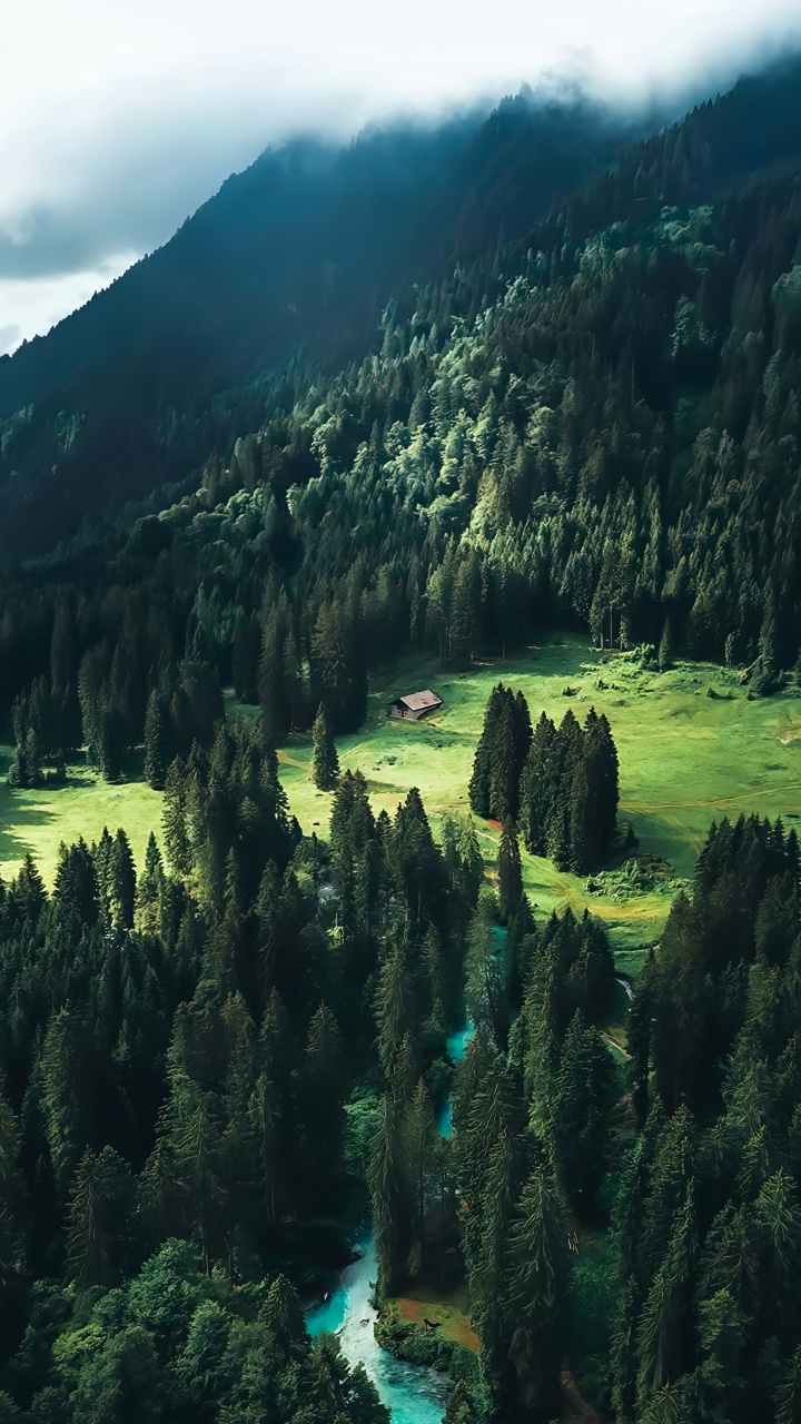 Mount Scenery, Fichte, Lärche, Fir, Den Alten Wald. Wallpaper in 720x1280 Resolution