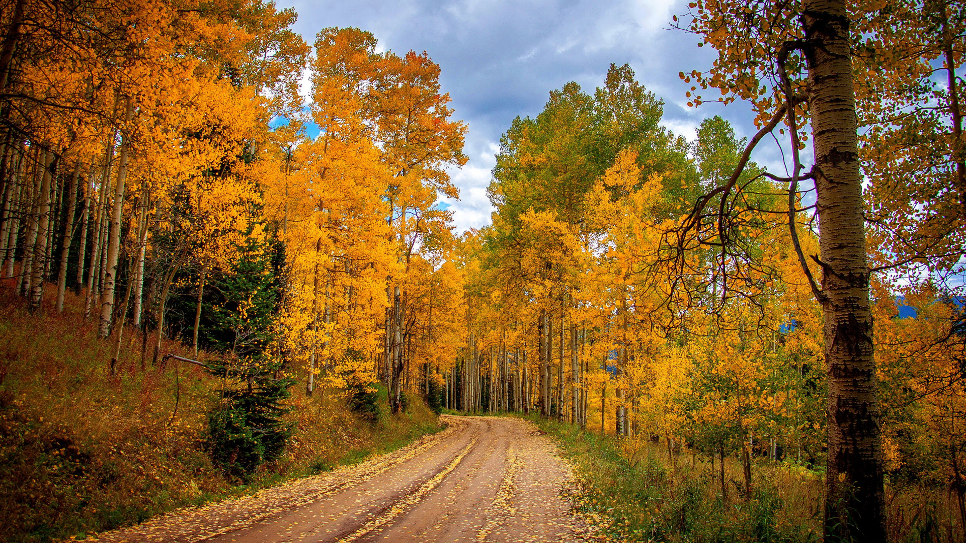 森林, 性质, 路径, 季节, 黄色的 壁纸 1920x1080 允许