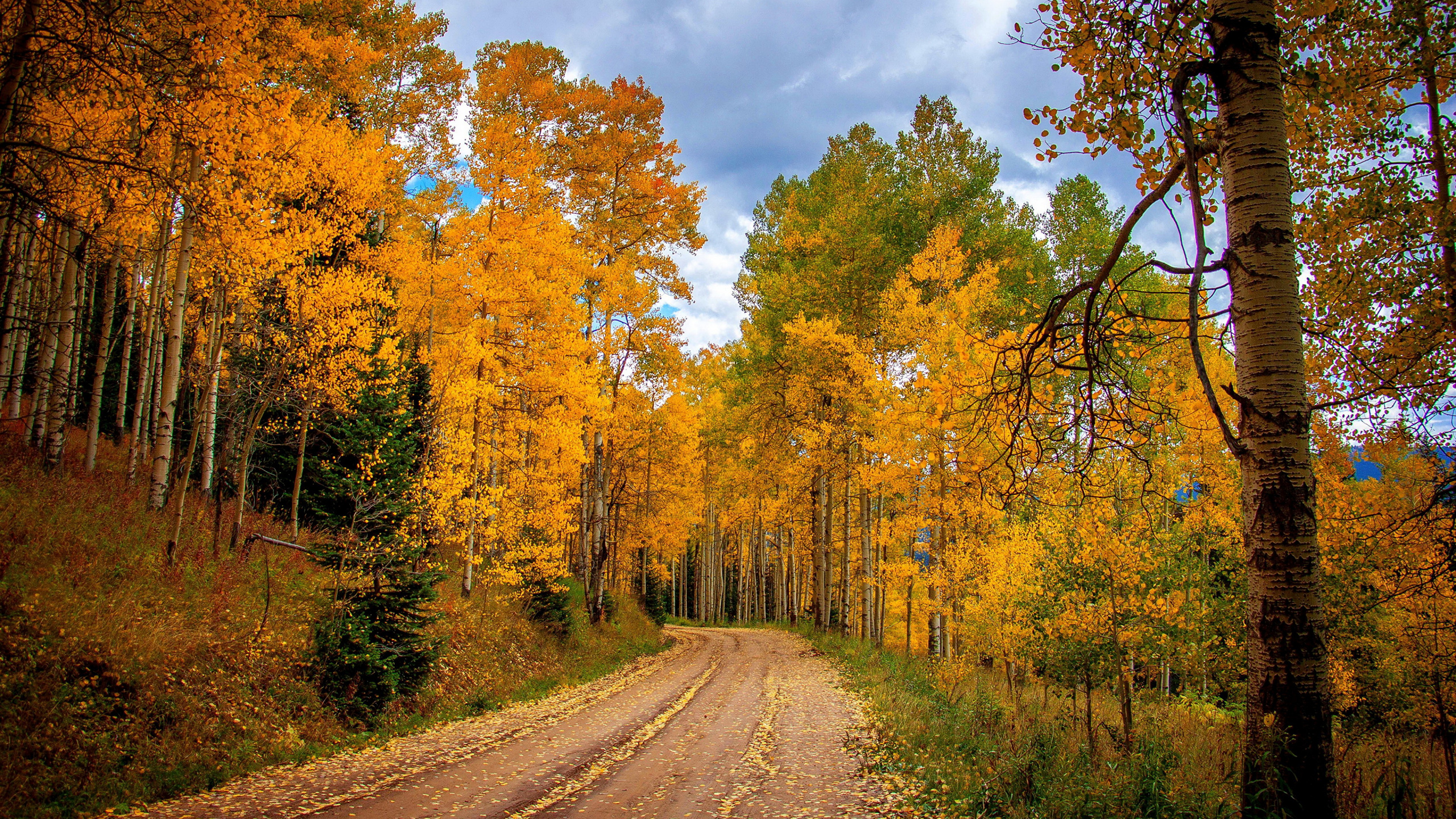 森林, 性质, 路径, 季节, 黄色的 壁纸 2560x1440 允许