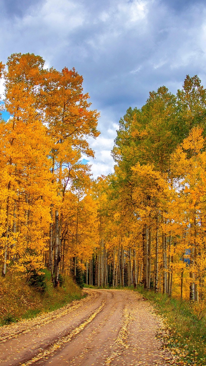 Brown and Green Trees Under White Clouds and Blue Sky During Daytime. Wallpaper in 720x1280 Resolution