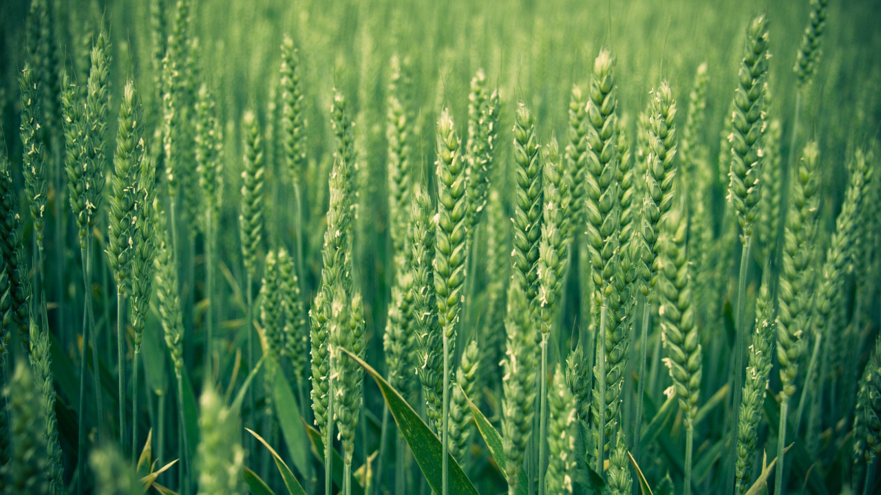 Green Wheat Field During Daytime. Wallpaper in 1280x720 Resolution