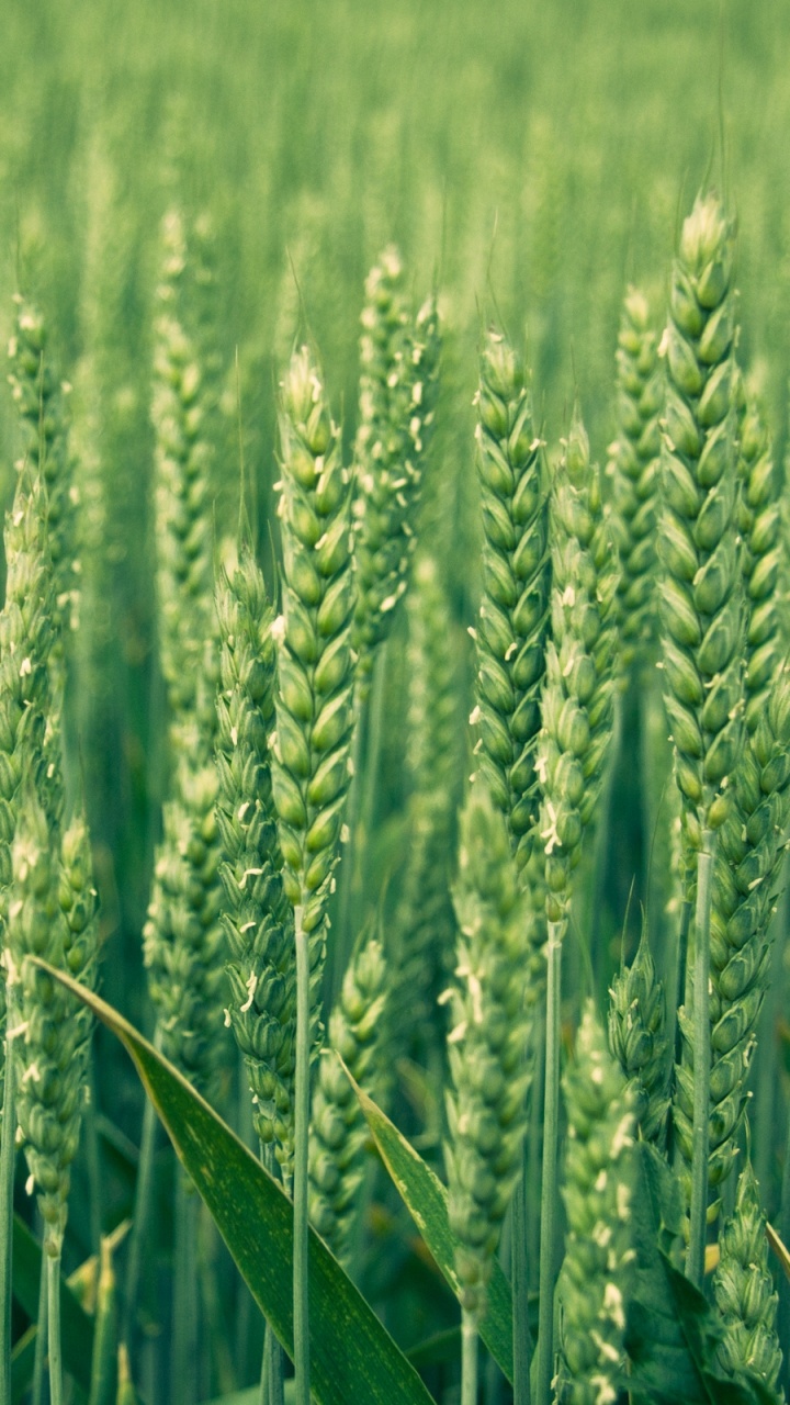 Green Wheat Field During Daytime. Wallpaper in 720x1280 Resolution