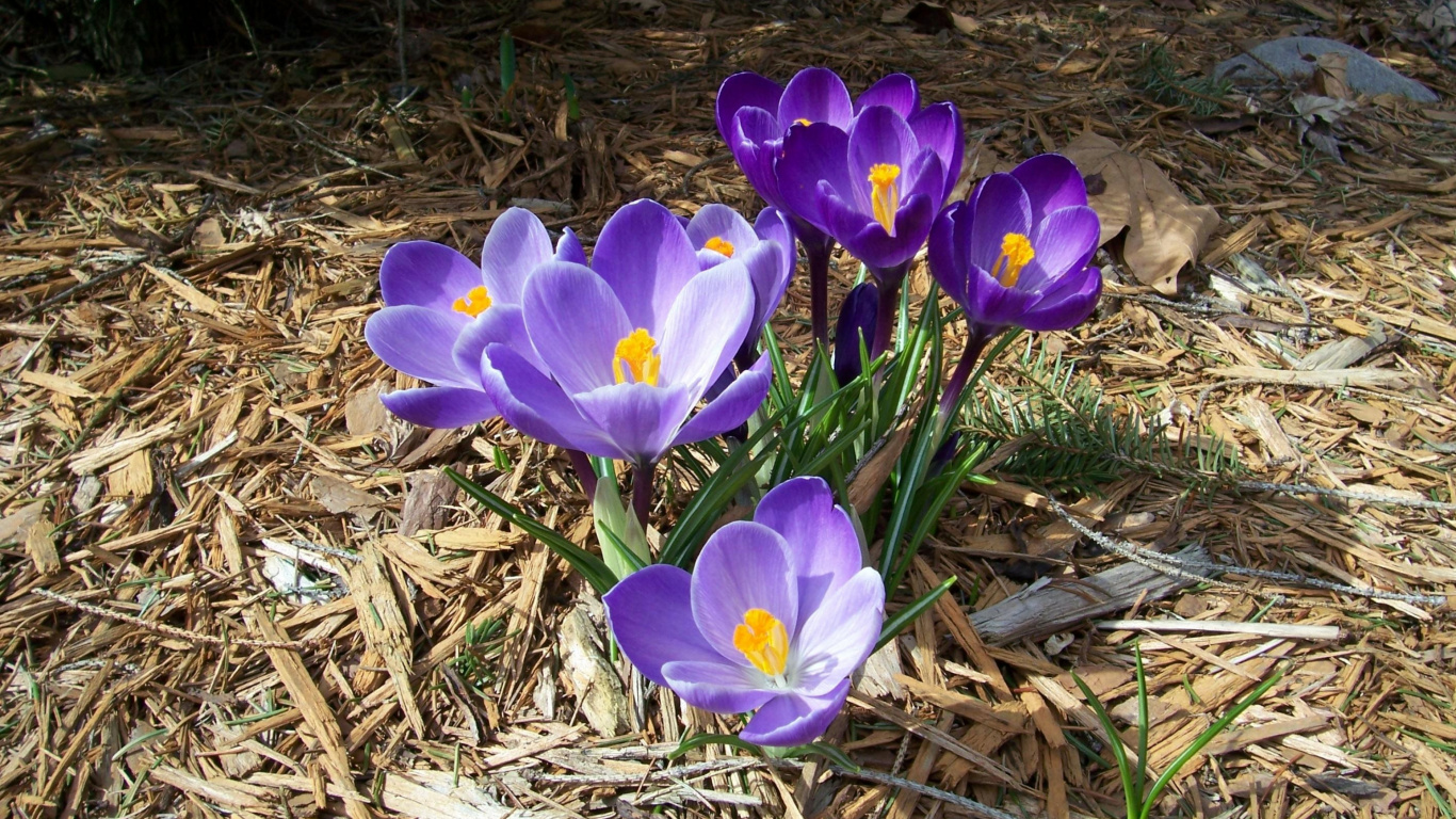 Purple Crocus Flowers in Bloom During Daytime. Wallpaper in 1366x768 Resolution