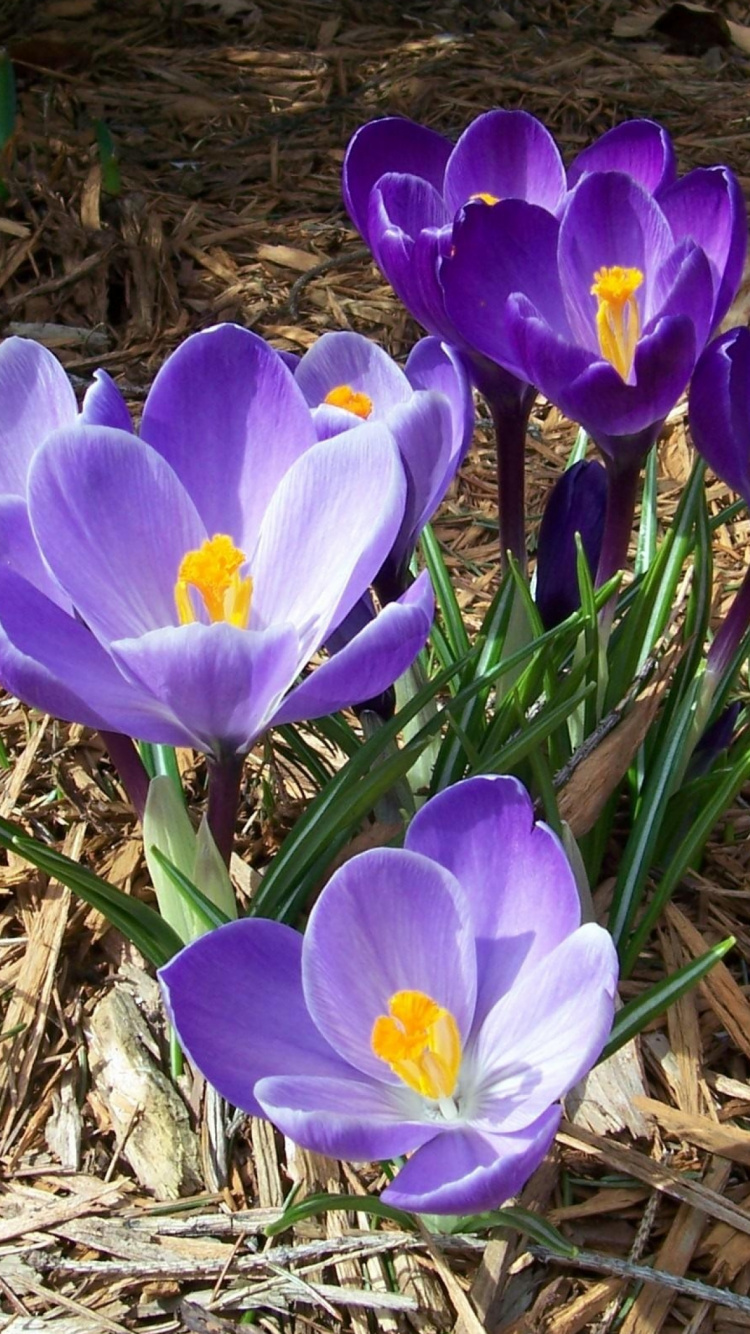 Purple Crocus Flowers in Bloom During Daytime. Wallpaper in 750x1334 Resolution