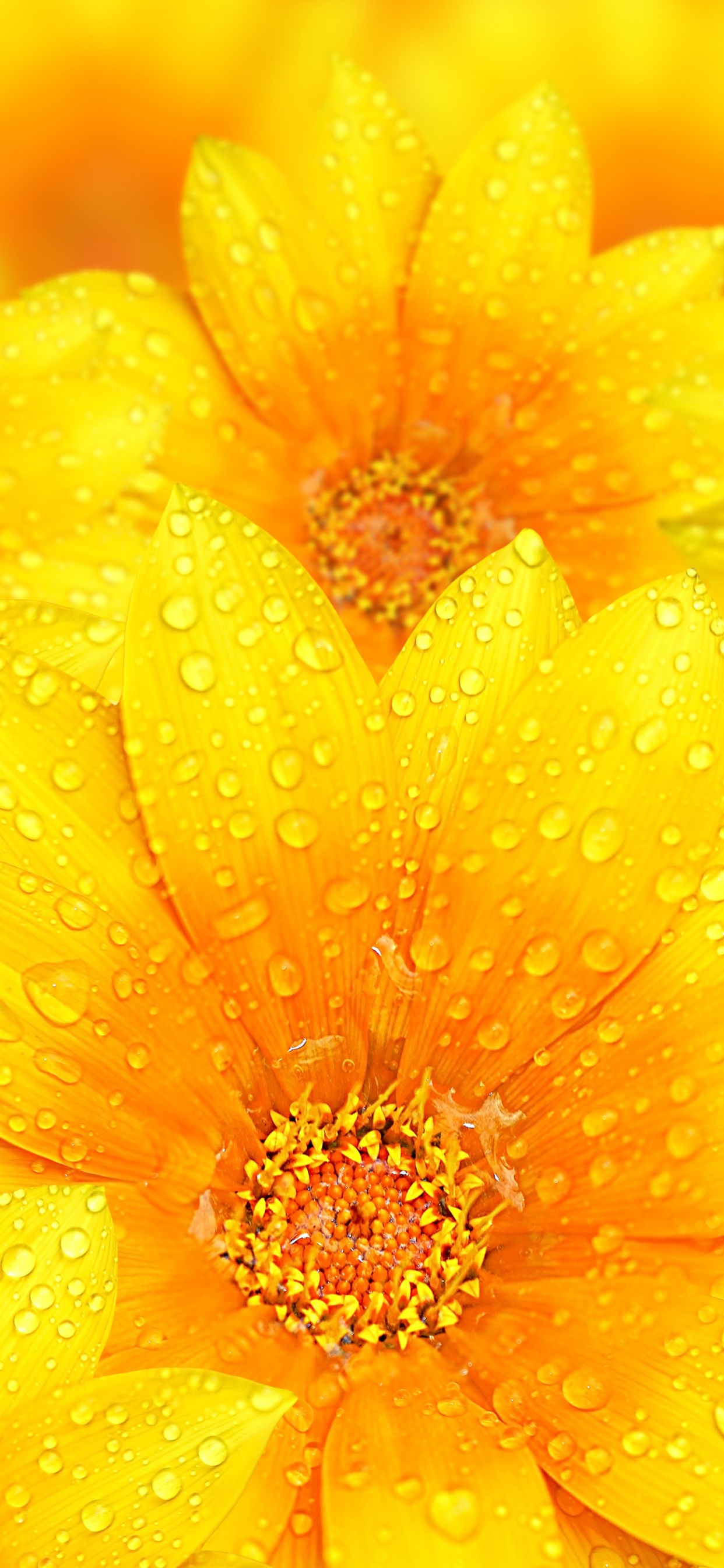 Gelbe Blume in Der Makroobjektivfotografie. Wallpaper in 1242x2688 Resolution