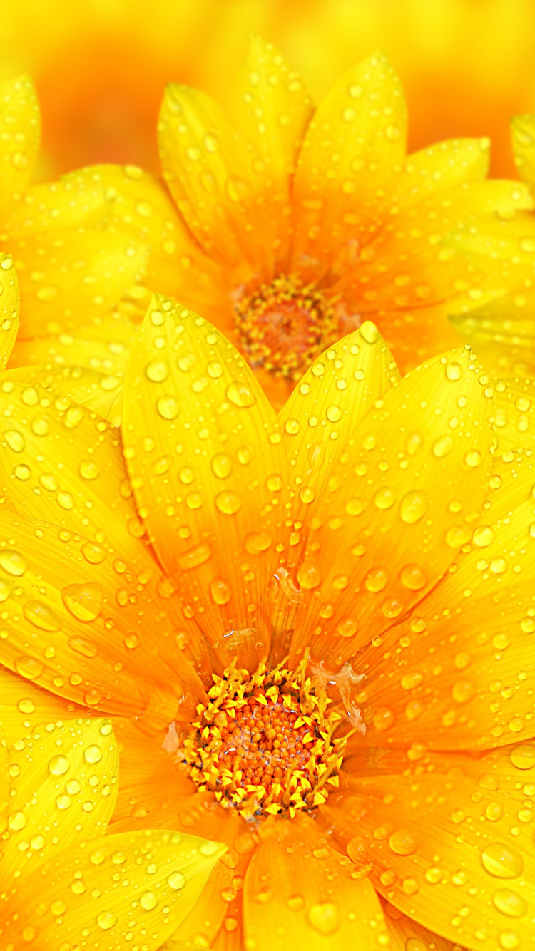 Fleur Jaune Dans la Photographie D'objectif Macro. Wallpaper in 750x1334 Resolution