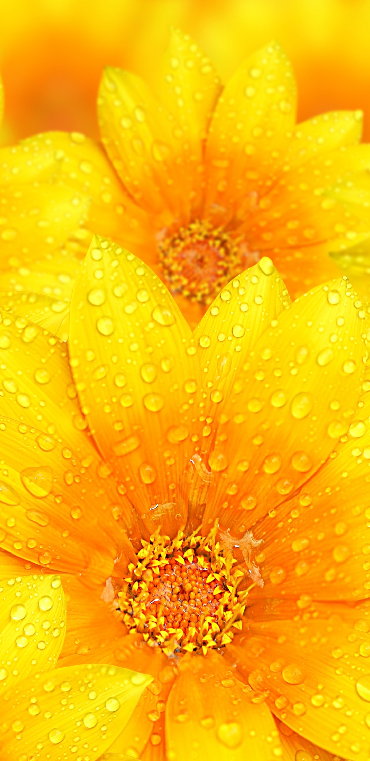 Flor Amarilla en Fotografía Con Lente Macro. Wallpaper in 1440x2960 Resolution