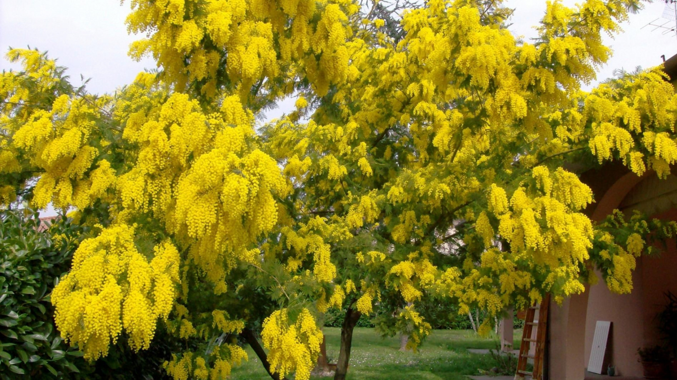 Yellow Leaf Tree on Green Grass Field. Wallpaper in 1366x768 Resolution