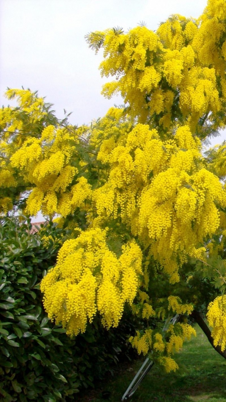 Gelber Blattbaum Auf Grüner Wiese. Wallpaper in 720x1280 Resolution