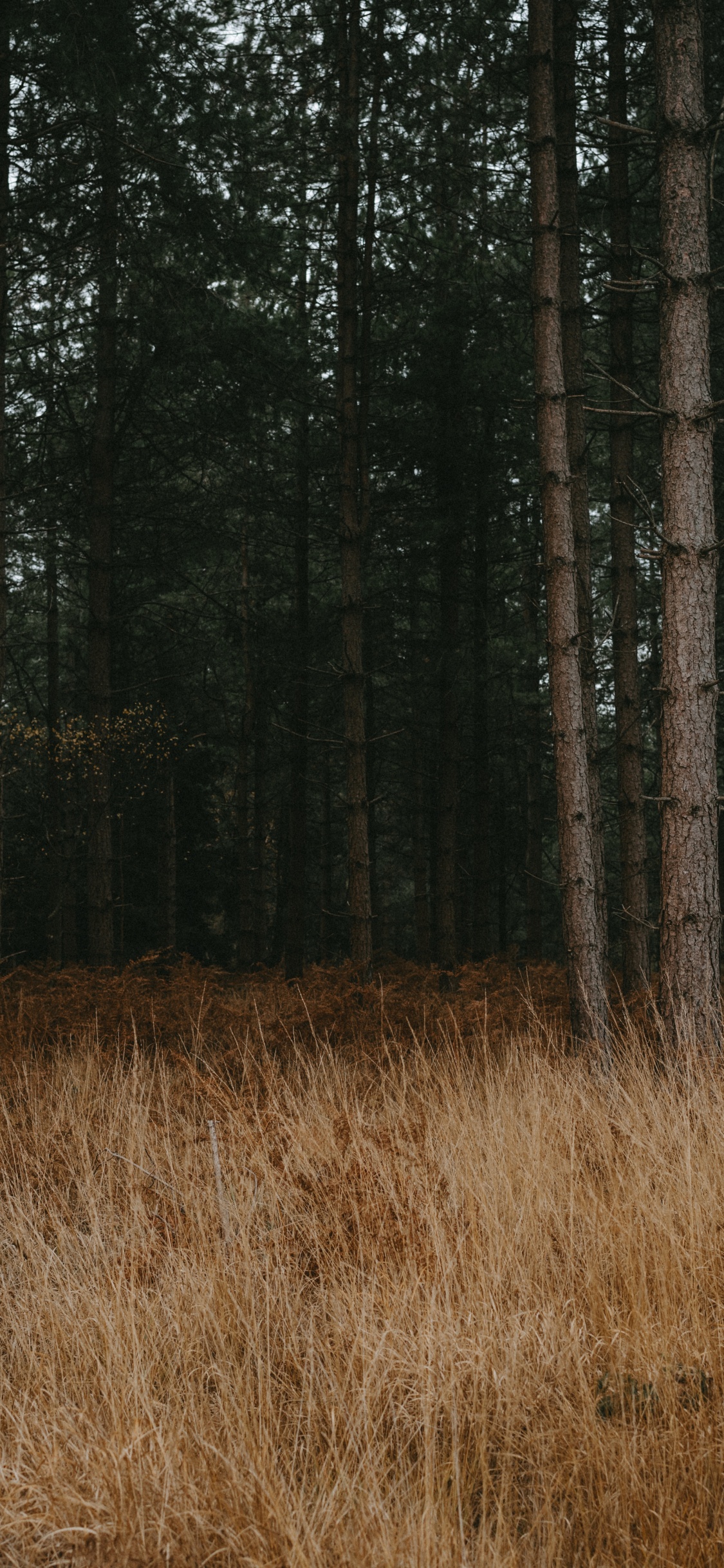 Entorno Natural, Bosque, el Norte de Bosques de Madera Dura, Paisaje Natural, Bioma. Wallpaper in 1125x2436 Resolution