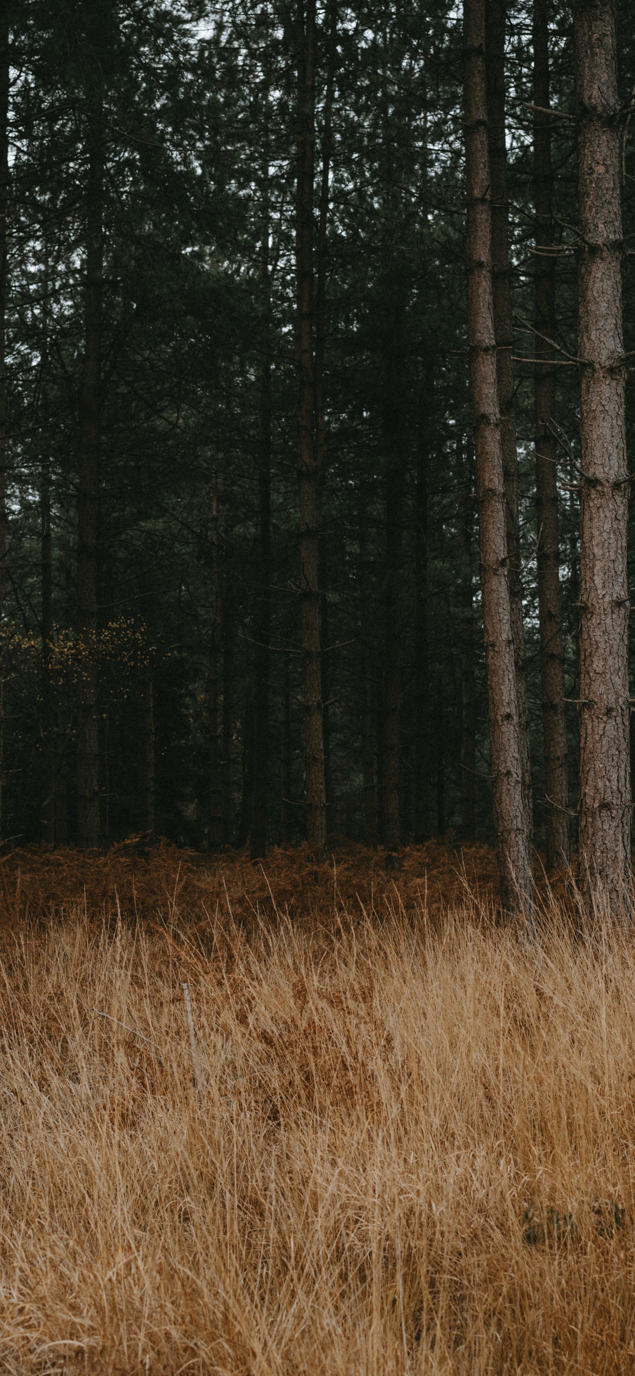 Entorno Natural, Bosque, el Norte de Bosques de Madera Dura, Paisaje Natural, Bioma. Wallpaper in 1242x2688 Resolution