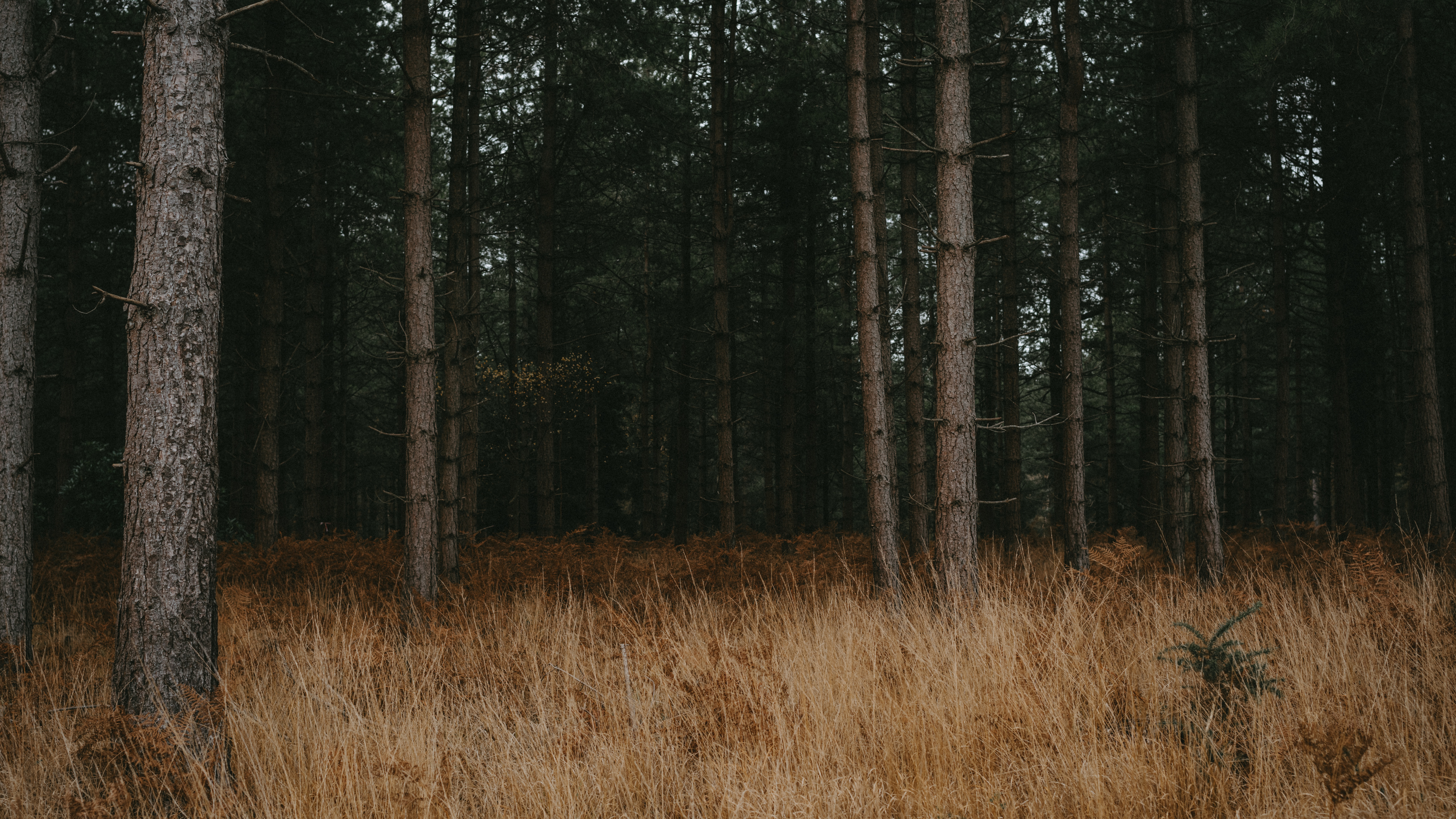 Forêt, Environnement Naturel, Woodland, le Nord de la Forêt de Feuillus, Paysage Naturel. Wallpaper in 7680x4320 Resolution