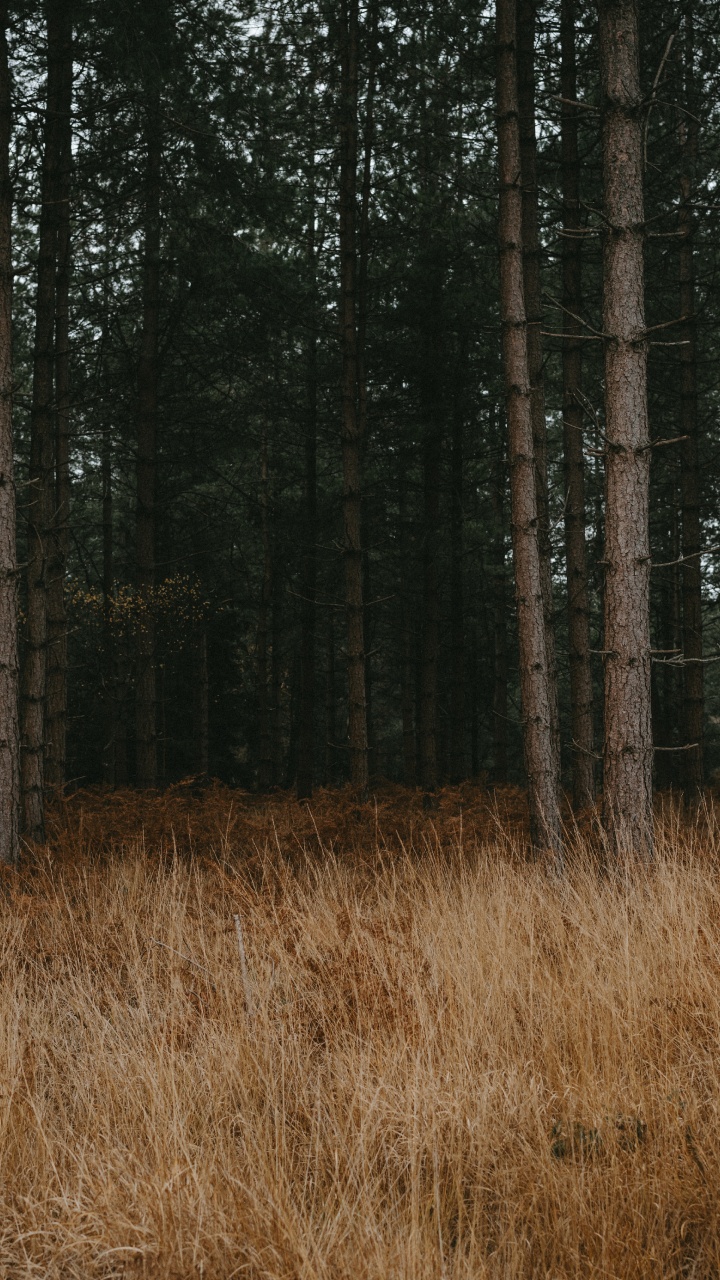 Forest, Tree, Natural Environment, Woodland, Northern Hardwood Forest. Wallpaper in 720x1280 Resolution