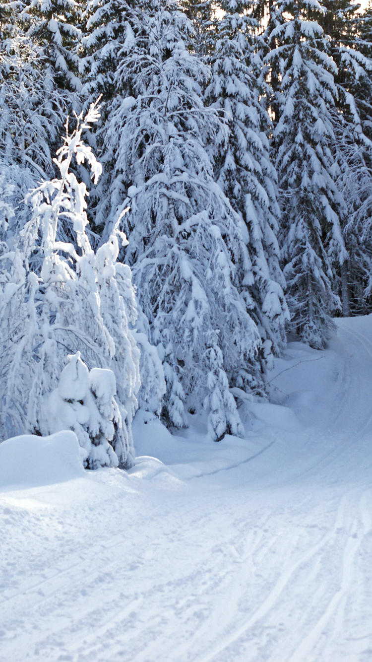 Arbres Couverts de Neige Pendant la Journée. Wallpaper in 750x1334 Resolution