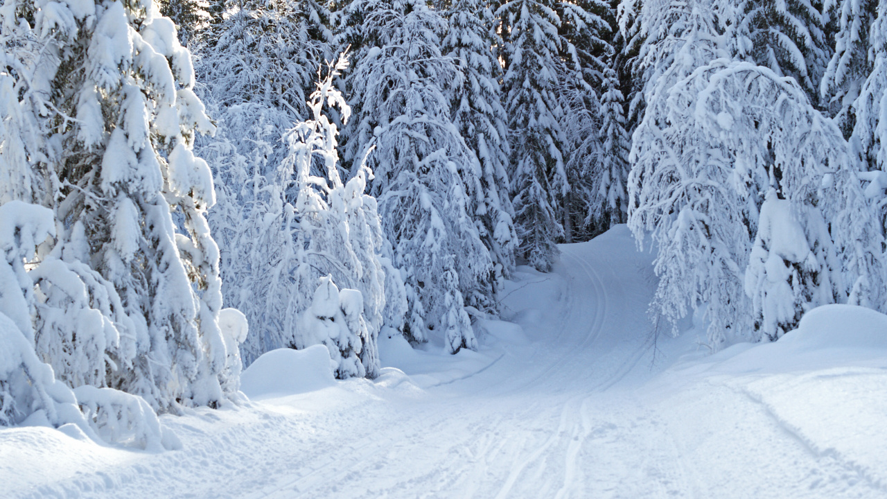 Schneebedeckte Bäume Tagsüber. Wallpaper in 1280x720 Resolution