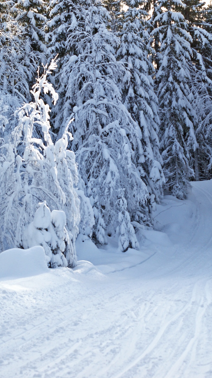 Snow Covered Trees During Daytime. Wallpaper in 720x1280 Resolution
